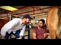 Ultimate Experience Of Gir Cow Gaushala Gir Cow Breeding Farm Pure Ghee And A2 Milk Bussiness