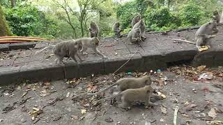 Download lagu Lucu Absen Nama Nama Monyet mp3