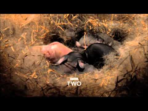 The Burrowers: Trailer - BBC Two