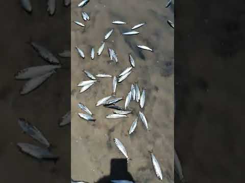 In Alappuzha beach  live show ..😂