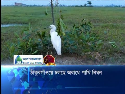 ঠাকুরগাঁওয়ে অবাধে পাখি নিধন