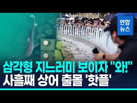 Yonhap footage of visitors at Busan North Port Waterfront Park on September 20, the third day of shark sightings.