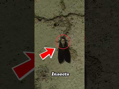 Top 5 Insects That Would DESTROY the World If 1,000x Bigger 😳🐜” #insects #biggestinsect #shorts