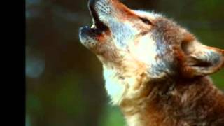 Ludwig Hirsch, Der Wolf