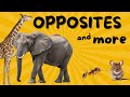 Opposites Synonyms And Word Fun For Kids Learning Video For Kids