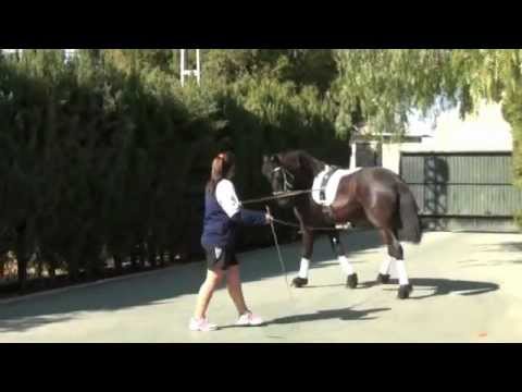 GALAN  A RIENDAS LARGAS