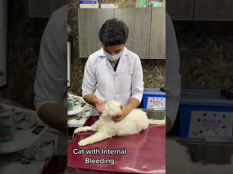 Cat with internal bleeding | Aliyan Vets | #cat #catlover #cats