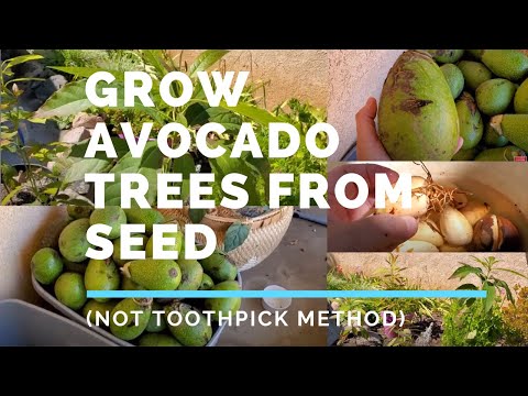 How To Grow Avocado Trees From Seed in Soil (Not the...