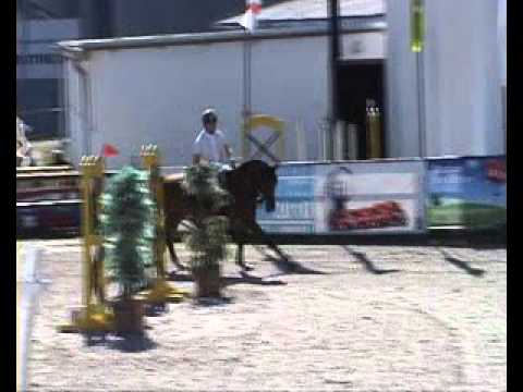 5 y old gelding Cascavelle/Lord