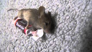 laughing for my life - craft spells