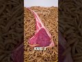 10 000 Mealworms vs. LAMB CHOP
