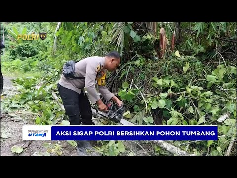 PERSONEL POLRES HALBAR BERSIHKAN JALAN TERTUTUP POHON TUMBANG