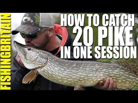 Fishing Britain – How to catch 20 pike in one session Fishing Britain – How to catch 20 pike in one session