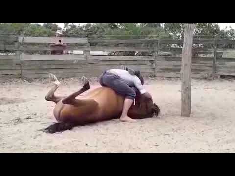 Amanse Índio 2 - Guto Petry