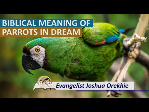 Biblical Meaning of PARROT in Dream - Dream About Parrots