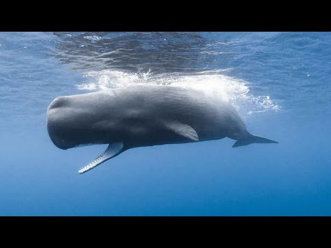 Cachalots, les secrets du grand noir | Documentaire animalier