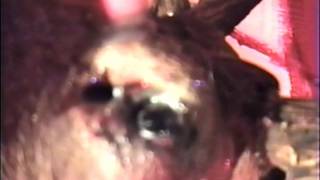 Scrapbook of Blood trailer