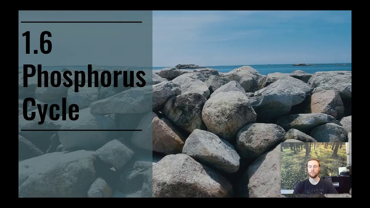 APES Notes 1.6 - Phosphorus Cycle