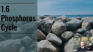 APES Notes 1.6 - Phosphorus Cycle