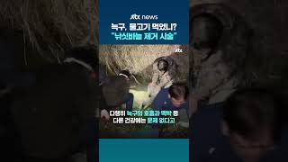 위장에서 발견된 '낚싯바늘'…늑구, 바늘 제거 시술 받는다 #JTBC #Shorts