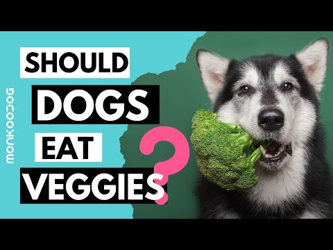 List of Vegetables, healthy for your dog l Best veggies for your puppy growth l
