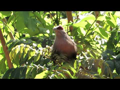 Bird with long tail in our garden.