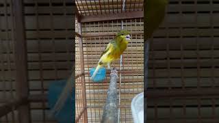 Download lagu kenari nembak pleci wit wit tulit tulit panjang #shorts mp3