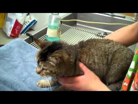 Clinic Kitty Dental