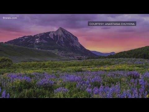 Mountain snow brings beautiful wild flower season to Colorado mountains