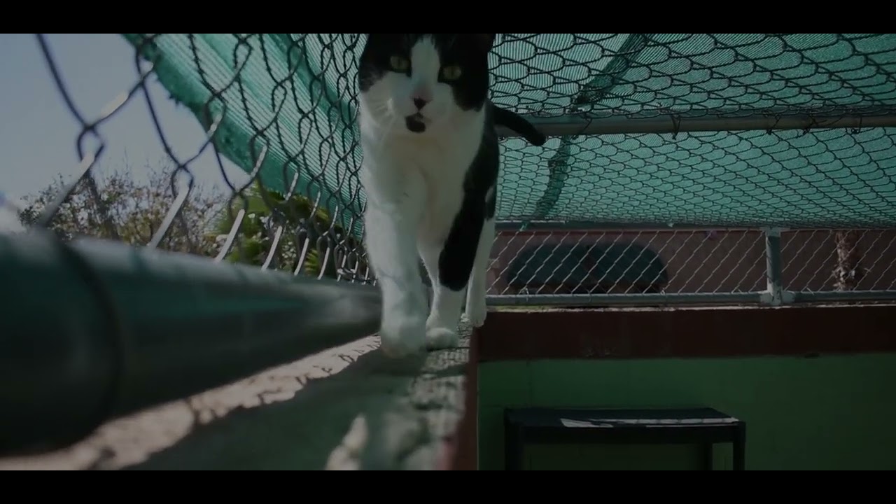 Sun Valley Animal Shelter – Welcome to Sun Valley Animal Shelter