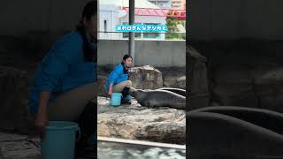 しながわ水族館にいってきたぜー！！ #おすすめスポット #水族館 #しながわ水族館 #あざらし