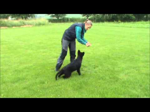 Jessy z Jukasu - obedience - 4 months