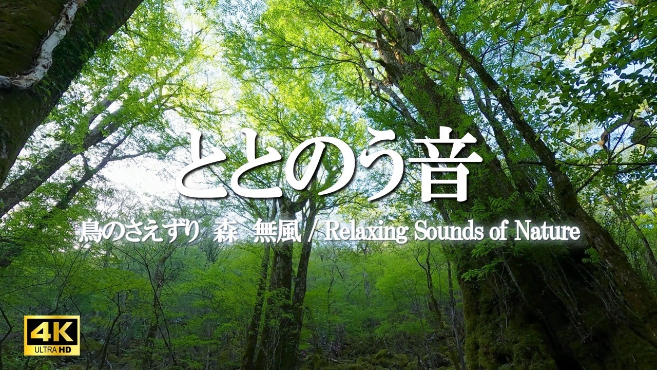 鳥のさえずり｜無風の朝の森の音｜癒し・リラックス・森林浴|ととのう音【自然音 4K relaxing nature sounds】