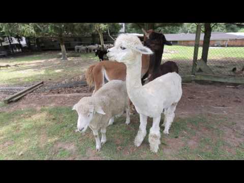 Thank You Scientist "Mr  Invisible" Sun Session