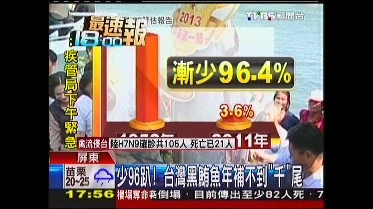 少96%! 台灣黑鮪魚年補不到「千」尾