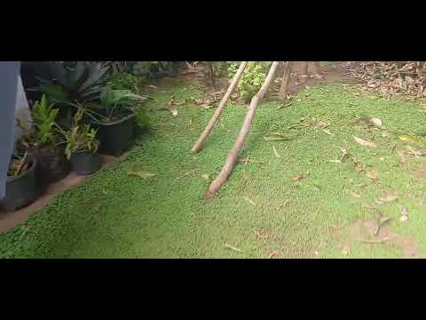 GRAMA DE MINAS GERAIS VOU LEVAR PARA RIO PRETO! 