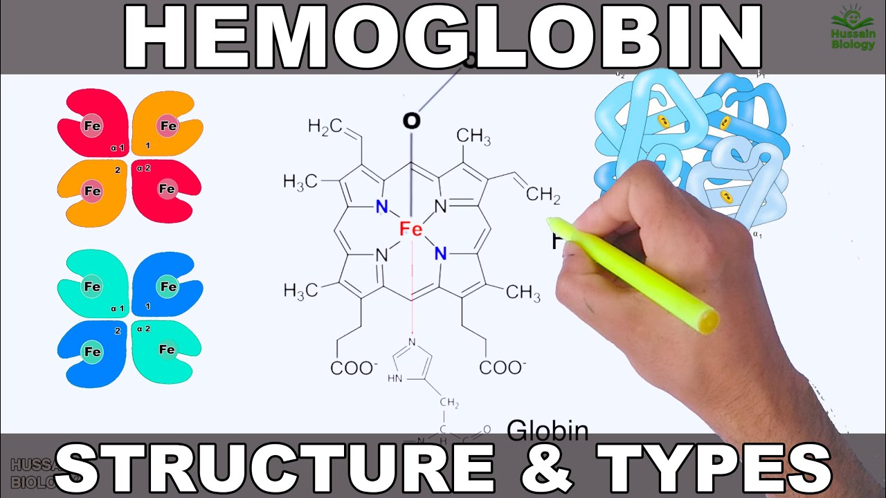 Hemoglobin | Structure and Types