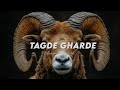 Tagde Gharde Cheema Y Gur Sidhu Slowed Reverb