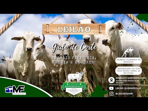 LEILÃO AO VIVO DO SINDICATO RURAL DE QUIRINÓPOLIS-GO - 20/11/2025