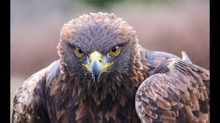 Man Who Rescues Eagle In Danger Uncovers Her Mysterious Past Hundreds Of Miles Away by Did You Know Animals?