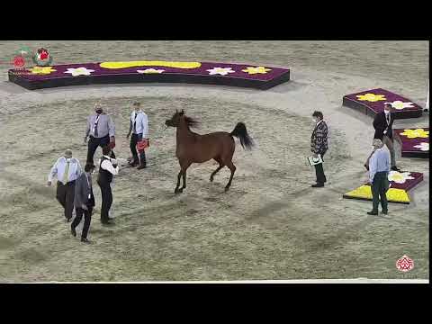 N 188 AJ ARYANA   Emirates Arabian Horse Breeders Championship 2021   Mares 7 9 Years Old Class 5