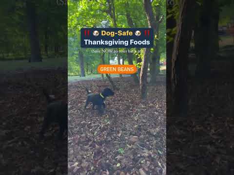 🦃 Keep your pet safe this holiday! Make sure you’re following for more canine nutrition tips