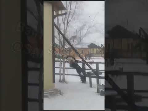 Во двор жителя Якутии залетел краснокнижный беркут