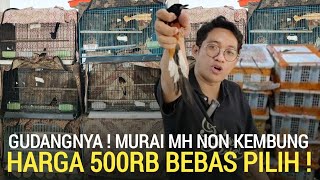 Download lagu UPDATE ! GUDANG MURAI MH NON KEMBUNG DI OBRAL MULAI 500RB AN PER EKOR FATHONI BIRD SHOP CONDET  mp3
