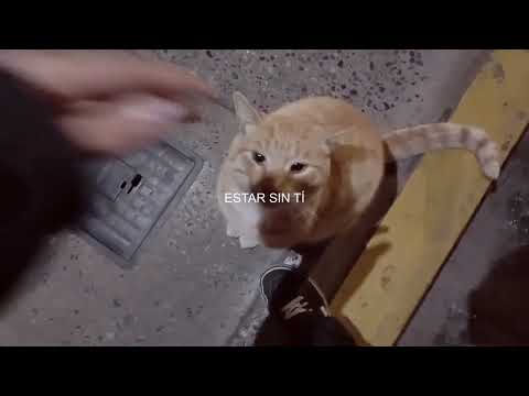 22 de abril - Gato traumado (DEMO)