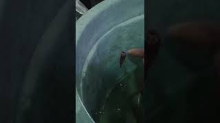 Download lagu IKAN CUPANG SPIDERMAN? #ikanhias #ikancupang #cupang #ikan #akuarium mp3