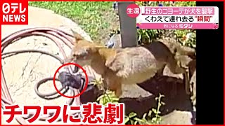 チワワ Watch Hd Mp4 Videos Download Free チワワ Watch Hd Mp4 Videos Download Free