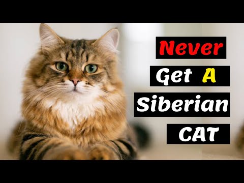 10 Reasons Why You Should Never Ever Adopt A Siberian Cat