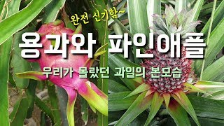 우리가 몰랐던 과일의 본모습 용과와 파인애플 이렇게 생겼어요.(dragon fruit, pineapple)
