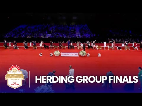 Herding Group Finals | 2025 AKC National Championship Presented by Royal Canin